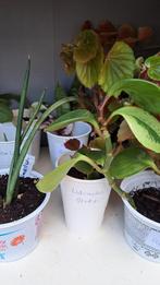 Lidcactus, Huis en Inrichting, Ophalen, Overige soorten, Minder dan 100 cm