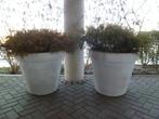 Gratis afhalen 2 Kunststof tuin/terras potten met planten, Tuin en Terras, Bloembakken en Plantenbakken, Ophalen, Kunststof, Gebruikt