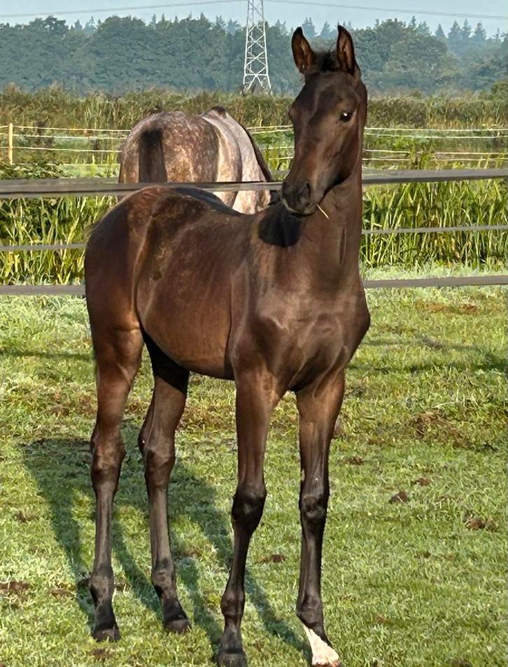 Luxe merrie veulen, Dieren en Toebehoren, Paarden, Merrie, Niet van toepassing, Minder dan 160 cm, 0 tot 2 jaar, Dressuurpaard