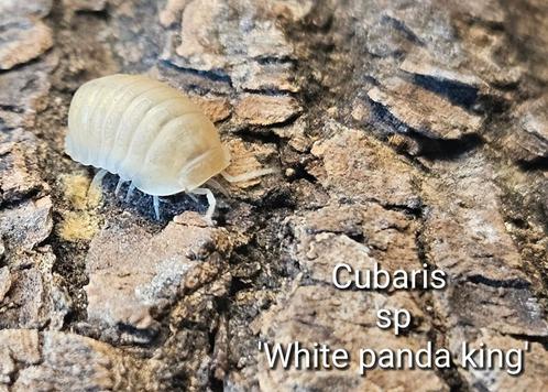 Cubaris sp 'White panda king', Dieren en Toebehoren, Insecten en Spinnen, Overige soorten