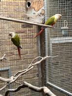 Pyrrhura koppel, Dieren en Toebehoren, Vogels | Parkieten en Papegaaien, Meerdere dieren, Parkiet