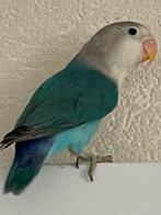 Agapornis Dwergpapegaai Diverse Kleuren Eventueel met kooi, Meerdere dieren, Dwergpapegaai of Agapornis, Tam