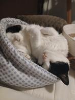 lieve poes zoekt nieuw baasje, Dieren en Toebehoren, Katten en Kittens | Overige Katten, Poes, Kortharig, 6 jaar of ouder