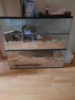 Terrarium, Dieren en Toebehoren, Reptielen en Amfibieën | Toebehoren, Ophalen, Gebruikt, Terrarium of Paludarium