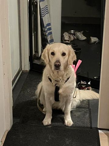 Golden Retreiver zoekt deeltijd-huis omgeving Westervoort beschikbaar voor biedingen