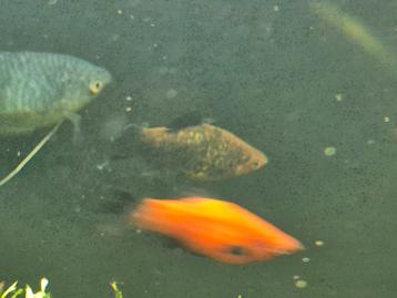 7 platy's  beschikbaar voor biedingen