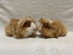 Twee lieve en mooie cavia broertjes, Dieren en Toebehoren, November, Mannelijk, Cavia