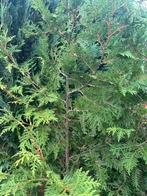 Conifeer, Tuin en Terras, Ophalen of Verzenden, Overige soorten, Minder dan 100 cm