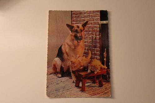 Postkaart - Duitse Herdershond en twee rode Kitten, Italië, Verzamelen, Ansichtkaarten | Dieren, Ongelopen, 1960 tot 1980, Hond of Kat