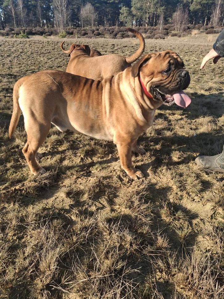 Prachtige boerdaux dek reu, Dieren en Toebehoren, Honden | Dekreuen, Reu, Particulier, Eén hond, Nederland, 1 tot 2 jaar, CDV (hondenziekte)