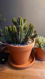 Euphorbia fructicosa, Cactus, Minder dan 100 cm, Halfschaduw, In pot