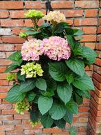 Breng kleur in je tuin met deze unieke Hortensia Hangzak!, Ophalen, Zomer, Overige soorten, Halfschaduw
