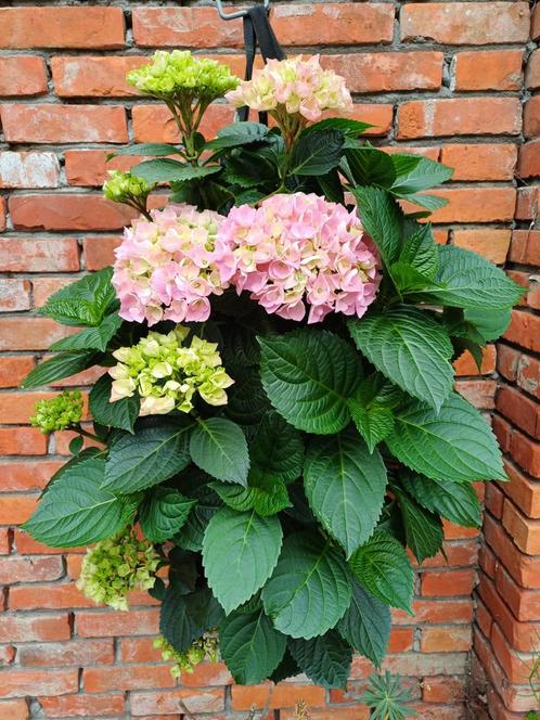 Breng kleur in je tuin met deze unieke Hortensia Hangzak!, Tuin en Terras, Planten | Tuinplanten, Overige soorten, Halfschaduw