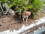 Super mooie laagbenige jack russel pups, Dieren en Toebehoren, Honden | Jack Russells en Terriërs, Jack Russell Terriër, 8 tot 15 weken