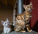 Lieve, aanhankelijke Bengaal poes., Dieren en Toebehoren, Katten en Kittens | Raskatten | Korthaar, Poes, Met stamboom, 0 tot 2 jaar