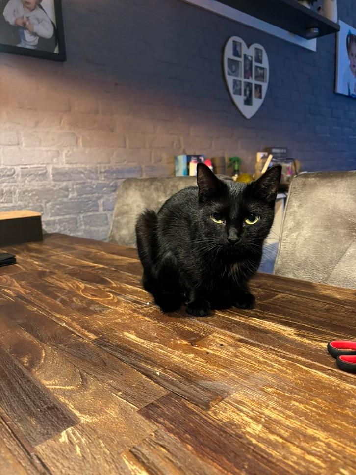 Mooie kat, Dieren en Toebehoren, Katten en Kittens | Overige Katten, Kortharig, Poes, 0 tot 2 jaar