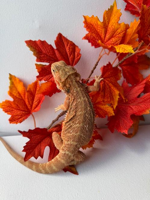 Hypo Trans gen-stripe  vrouw, Dieren en Toebehoren, Reptielen en Amfibieën, Hagedis, 0 tot 2 jaar, Tam