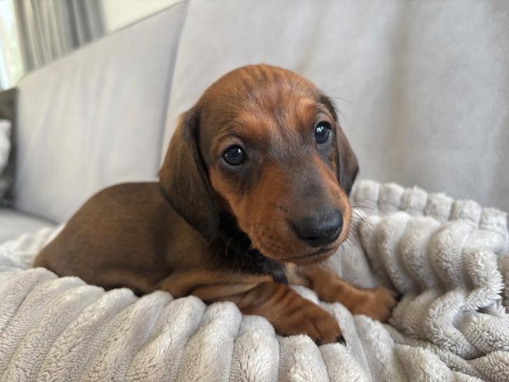 Teckel pups, Rood korthaar (standaard)., Dieren en Toebehoren, Honden | Teckels en Dashonden, Meerdere dieren, Korthaar, Standaard