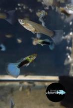 Poecilia reticulata neon blue guppy, Vis, Zoetwatervis