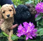 prachtige medium labradoodle pups, Overige rassen, 8 tot 15 weken, Meerdere, Meerdere dieren