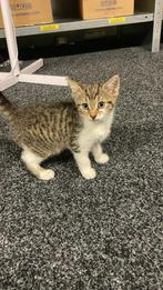 Kittens, Geslacht onbekend, 0 tot 2 jaar