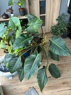 Heel groote Philodendron green princess, Huis en Inrichting, Kamerplanten, Verzenden, Overige soorten, Minder dan 100 cm