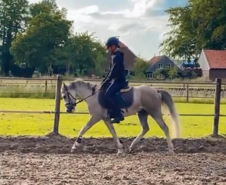 ✨Lucky Million✨, Dieren en Toebehoren, Pony's, Ruin, B, C pony (1.27m tot 1.37m), Springpony, 3 tot 6 jaar, Met stamboom, Gechipt