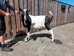Zwart bonte geitebok, Dieren en Toebehoren, Schapen, Geiten en Varkens, Mannelijk, Geit