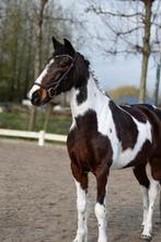 Allround eyecather te koop, Gechipt, M, 11 jaar of ouder, E pony (1.48m - 1.57m)