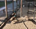 blauwe pauwen, Dieren en Toebehoren, Mannelijk, Overige soorten