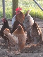 Serama, Dieren en Toebehoren, Pluimvee, Meerdere dieren, Kip