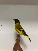 10-3 zwartkop/magellaan sijzen, Dieren en Toebehoren, Meerdere dieren, Tropenvogel, Geringd