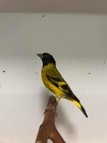 10-3 zwartkop/magellaan sijzen beschikbaar voor biedingen