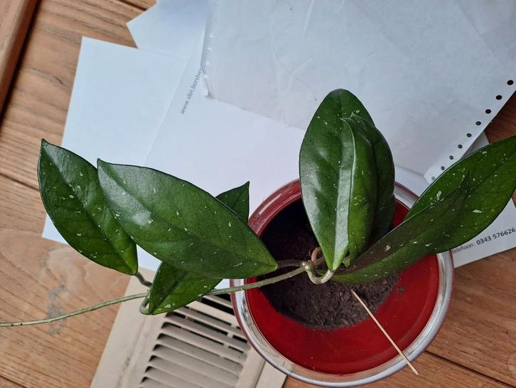 Hoya stek, Huis en Inrichting, Kamerplanten, Overige soorten, Minder dan 100 cm, Ophalen