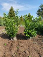 Prunus laur Novita, Tuin en Terras, Planten | Struiken en Hagen, Ophalen, Laurier, Haag, 100 tot 250 cm