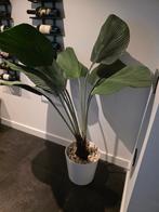 Kunst Licuala Palm - Waaierpalm 130cm kunstplant, 100 tot 150 cm, Palm, In pot, Groene kamerplant