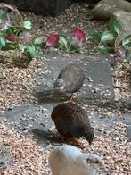 Chinese dwergkwartels, Dieren en Toebehoren, Pluimvee, Meerdere dieren, Overige soorten