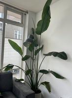 Strelitzia nicolai (Paradijsvogelplant) - 200 cm zonder pot, Huis en Inrichting, Kamerplanten, Ophalen, Overige soorten, 200 cm of meer