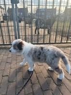 Border collie pupje met fci stamboom, Parvo, 8 tot 15 weken, Collie, Meerdere