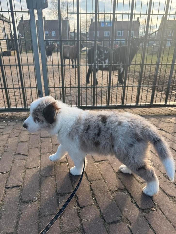 Border collie pupje met fci stamboom, Dieren en Toebehoren, Honden | Herdershonden en Veedrijvers, Meerdere dieren, Collie, Fokker | Hobbymatig