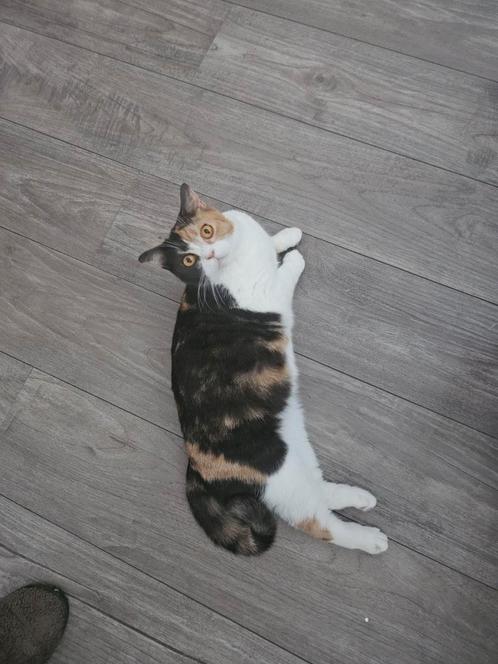Nest aankondiging Britse korthaar met DBG en stamboom, Dieren en Toebehoren, Katten en Kittens | Raskatten | Korthaar, Ontwormd