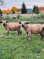 Hampshire Down Ramlammeren, Dieren en Toebehoren, Schapen, Geiten en Varkens, Mannelijk, Schaap
