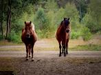 Verzorgponys/ iemand om mee te wandelen, Ophalen of Verzenden