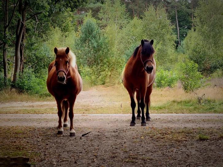 Verzorgponys/ iemand om mee te wandelen, Dieren en Toebehoren, Paarden en Pony's | Verzorgingsproducten, Ophalen of Verzenden