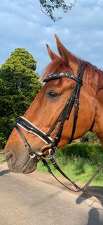 Mooie hoofdstel, Dieren en Toebehoren, Paarden en Pony's | Hoofdstellen en Tuigage, Ophalen of Verzenden, Zo goed als nieuw, Dressuur