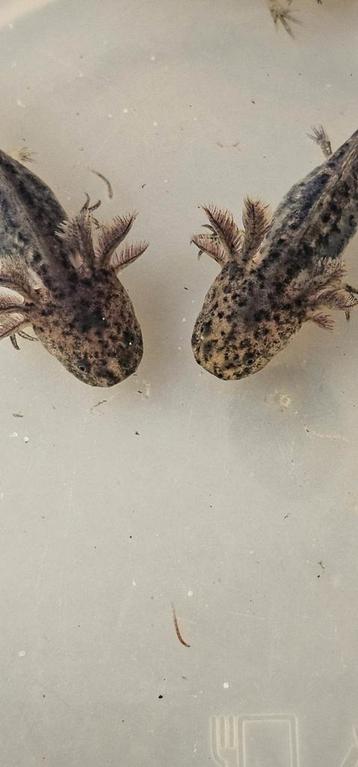 Starburst axolotls. Zie beschrijving. beschikbaar voor biedingen