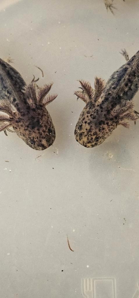 Starburst axolotls. Zie beschrijving., Dieren en Toebehoren, Reptielen en Amfibieën, Amfibie, 0 tot 2 jaar