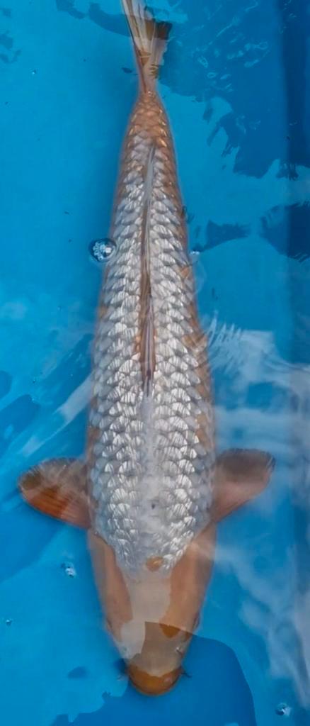 Hq Koi, Dieren en Toebehoren, Vissen | Vijvervissen, Karper of Koi