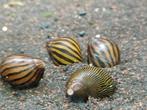 Hobbyaquarium Neritina turrita / Zebra sprintslak / Renslak., Slak of Weekdier, Zoetwatervis