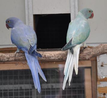 Turquoise opaline bleekstaart  beschikbaar voor biedingen
